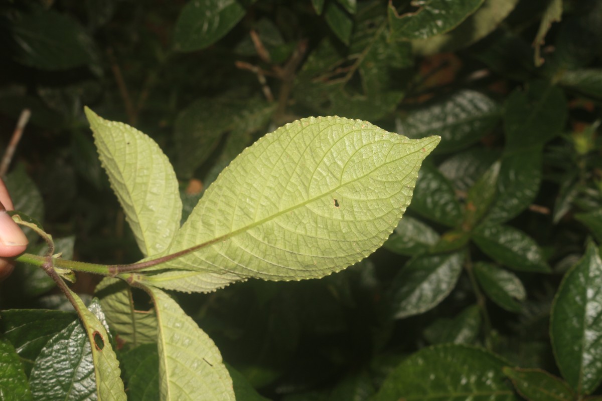 Strobilanthes crispa (L.) Blume